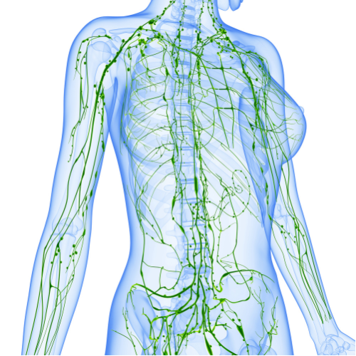 Lymphatic System